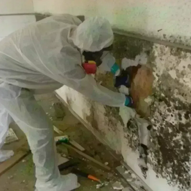 Mold Remediation and Removal in California, MD